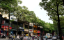 Motorists drive along a street lined with milkwood trees in Hanoi on October 15, 2026. Photo by NHAC NGUYEN / AFP