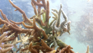 This picture taken on October 5, 2026, shows healthy coral growing in the waters of the Naidiri Marine Biodiversity Park, a marine protected area located about 52 kilometres from Nadi. Photo by Saeed KHAN / AFP