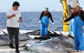 An observer (L) of International Commission for the Conservation of Atlantic Tunas (ICCAT) measures Bluefin tuna on Ocean Star, an ultra-low temperature processing and transportation vessel of China on the Mediterranean sea east of Malta, Oct. 9, 2026. (Xinhua/Li Jing)
