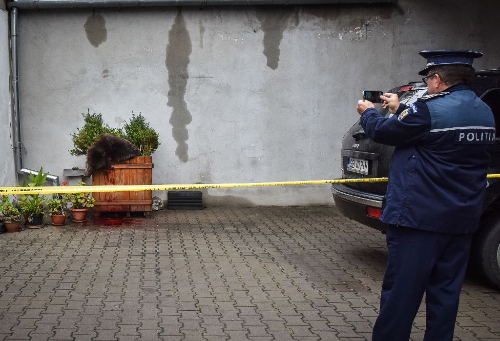 A policeman takes pictures of a bear lying in a flower box after he was shot dead in downtown Sibiu, Romania, on October 12, 2016. The brown bear has walked several hours in the morning through central Sibiu before being shot, local authorities said. / AF