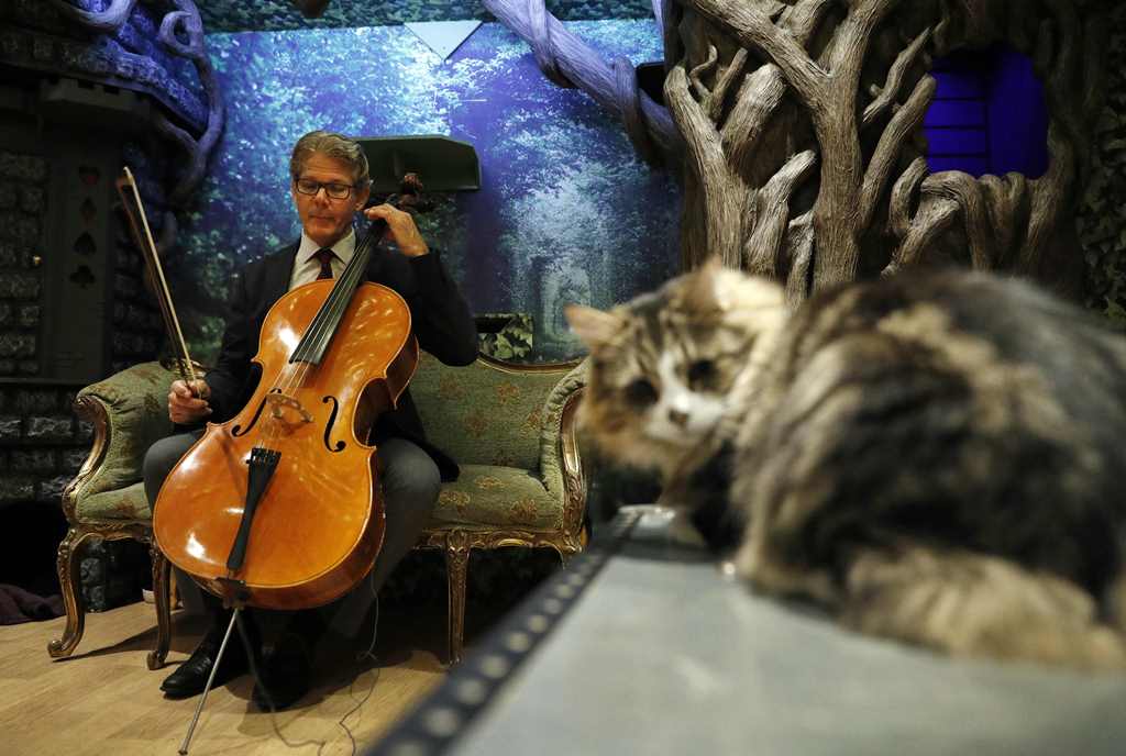 David Teie, an US composer and cellist, prepares to play his cello during a interview to promote his new album 