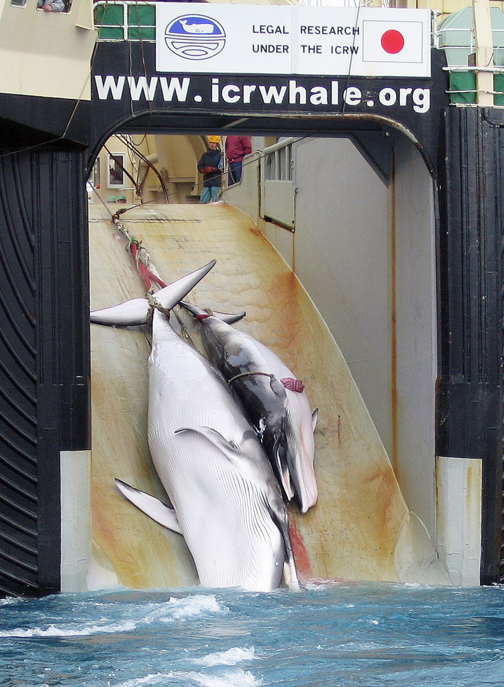 This undated file picture released on February 7, 2008 by the Australian Customs Services shows a mother whale and her calf being dragged on board a Japanese ship after being harpooned in Antarctic waters. More than 80 nations square off in Slovenia next 