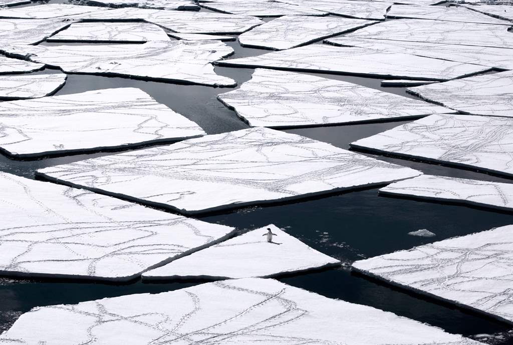 A adelie penguin on pack ice in the Ross Sea in Antarctica, the world's largest marine reserve aimed at protecting the pristine wilderness. AFP/ANTARCTIC OCEAN ALLIANCE/JOHN WELLER 
