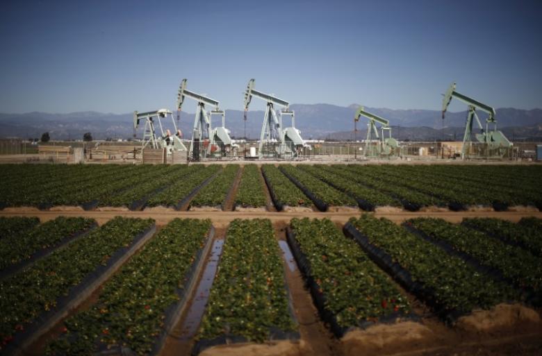 Oil pump jacks are seen next to a strawberry field in Oxnard, California. Reuters/Lucy Nicholson
