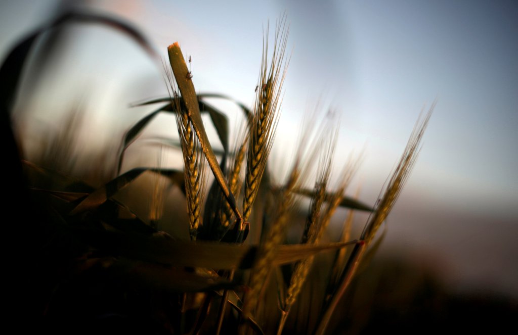 Wheat grows on a farm at sunset in the flooded midwestern New South Wales town of Forbes, Australia, September 27, 2016. REUTERS/Jason Reed/File photo