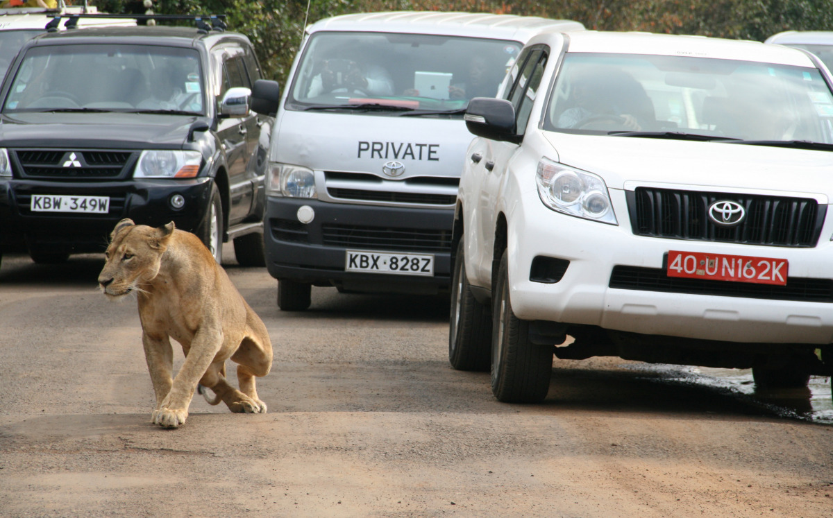 A lioness walks along a road as visitors sit in their vehicles at National Park in Nairobi, Kenya, July 12 ,2014. (REUTERS/Edmund Blair)