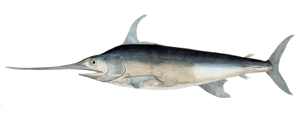 Photo courtesy: Wikimedia Commons