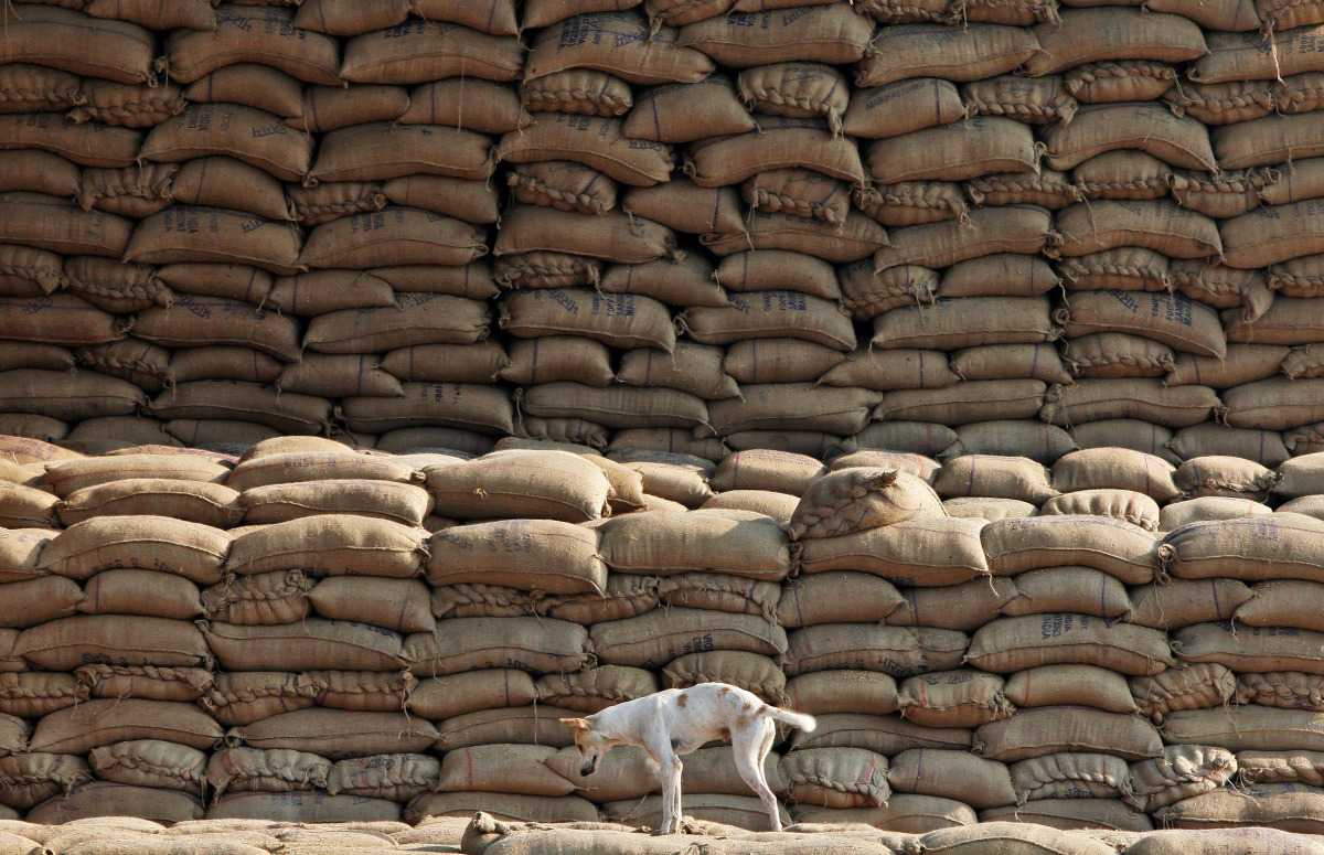 A dog stands on the heaps of sacks filled with paddy at a wholesale grain market in Chandigarh, India, November 18, 2016 (REUTERS / Ajay Verma) 