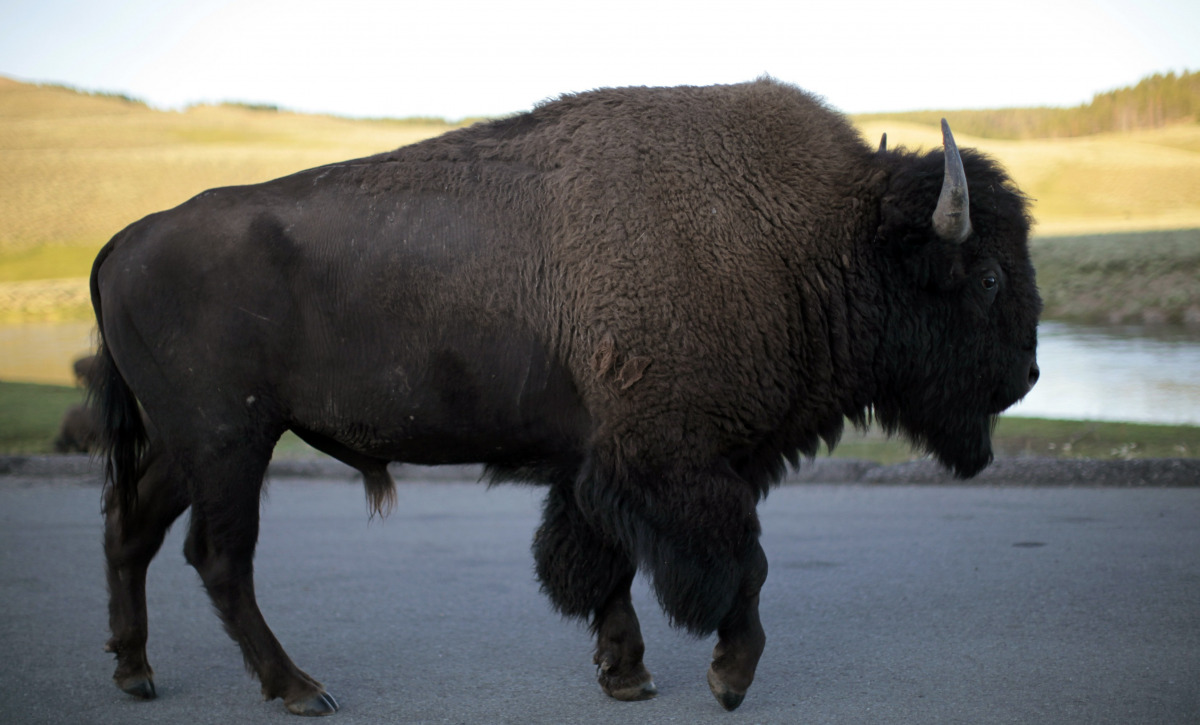 A bison walks in Yellowstone National Park in Wyoming, U.S. on August 10, 2011. REUTERS/Lucy Nicholson
