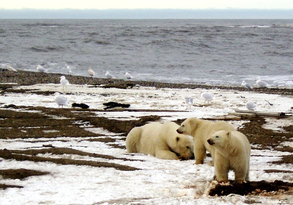 A polar bear sow and two cubs are seen on the Beaufort Sea coast within the 1002 Area of the Arctic National Wildlife Refuge in this undated handout photo provided by the U.S. Fish and Wildlife Service Alaska Image Library. U.S. Fish and Wildlife Service/