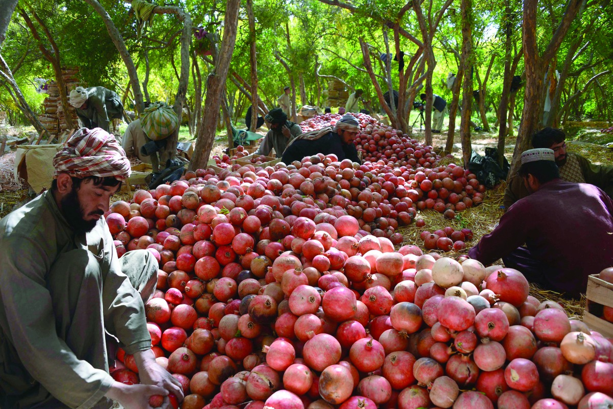 Afghan fruit vendors sort pomegranates on a farm in Kandahar.