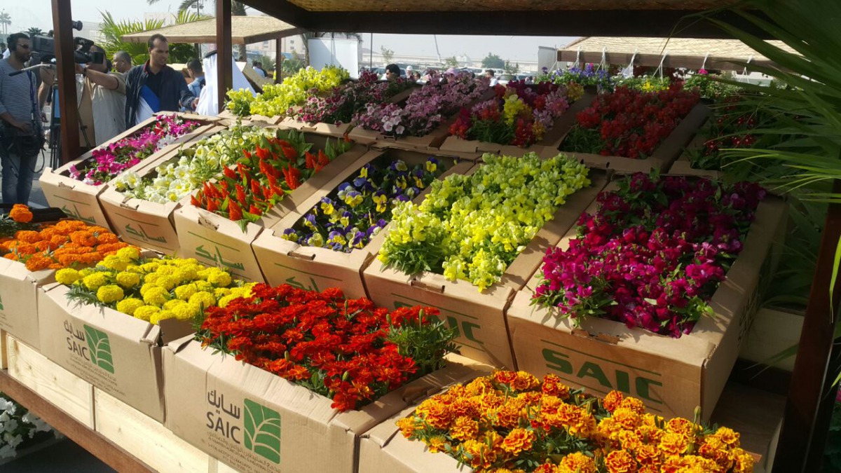 Mahaseel Festival at Katara offering local agricultural products inaugurated today. Abdul Basit / The Peninsula  