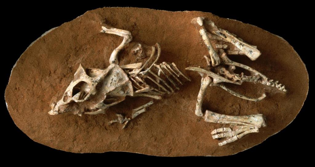 Photo of a hatchling Protoceratops andrewsi fossil from the Gobi Desert Ukhaa Tolgod, Mongolia.