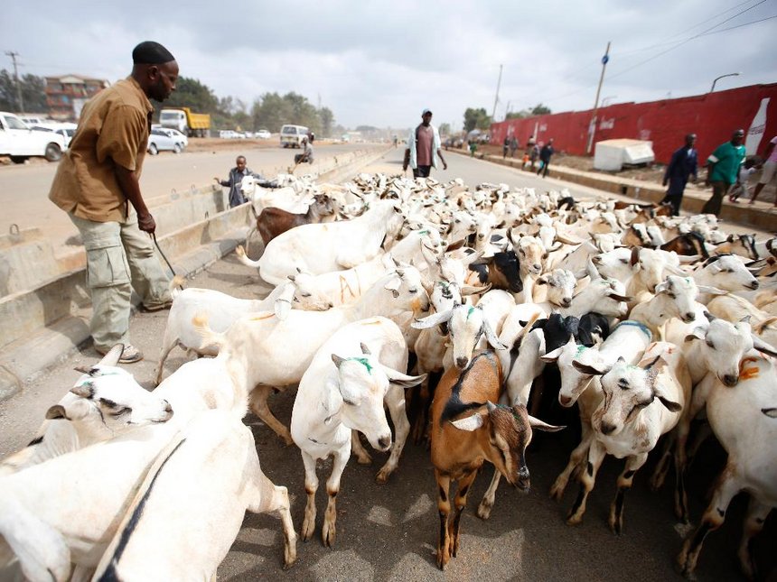 Goats are driven to the Kiamaiko market on March 26 2016 (Photo courtesy: Jack Owuor / the-star.co.ke) 