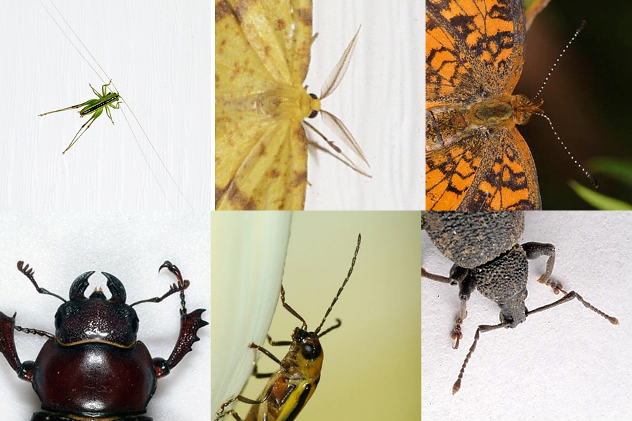 Representative image. (Wikipedia)