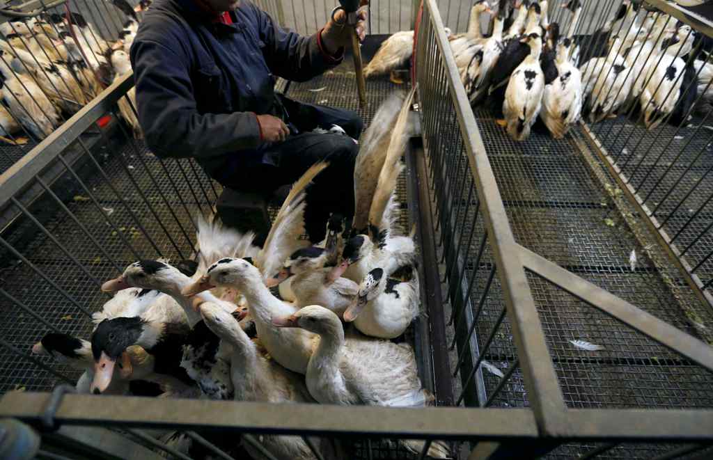 A Mulard duck is force fed by an employee at a poultry farm in Montsoue, France, January 12, 2017, as France continues a massive cull of ducks in three regions most affected by a severe outbreak of bird flu as it tries to contain the virus which has been 