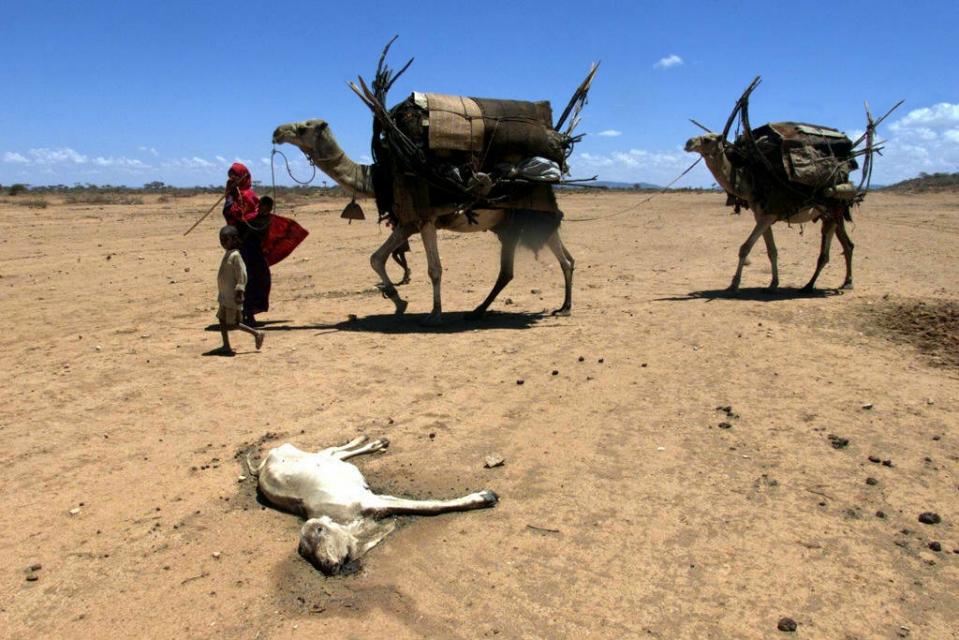 Ethiopia’s latest rain failure has mainly hit southern livestock-herding communities, unlike last year when hunger was worst in the north and west. (AFP / Joel Robine) 