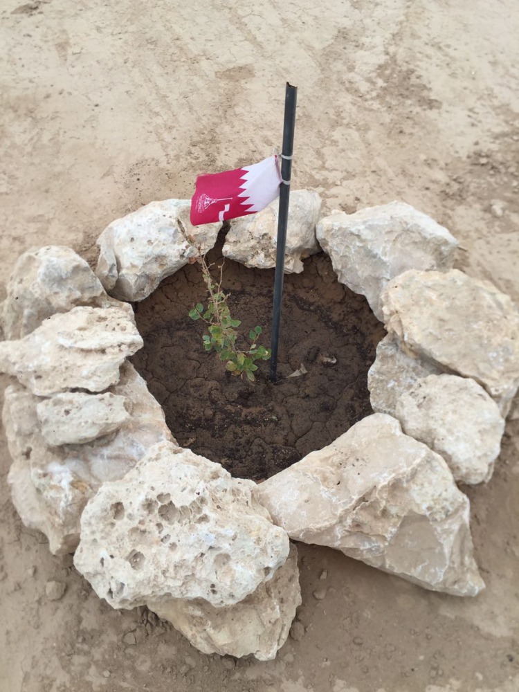 A seedling distributed under the initiative.