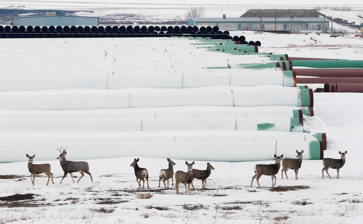 FILE PHOTO: Deer gather at a depot used to store pipes for Transcanada Corp's planned Keystone XL oil pipeline in Gascoyne, North Dakota, January 25, 2017. REUTERS/Terray Sylvester