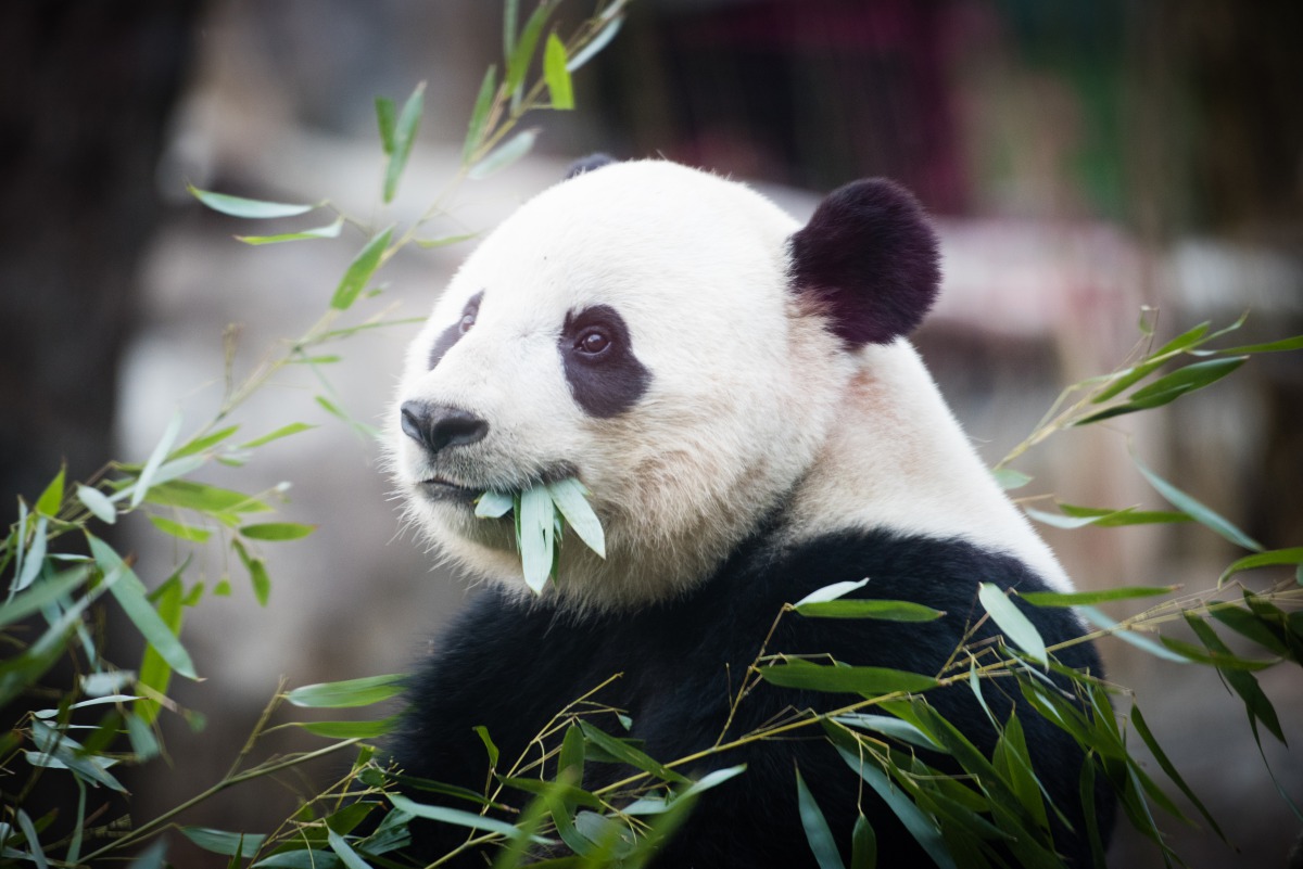 Giant panda Bao Bao, pictured at the National Zoo, will depart the zoo for China on Feb. 21. (Photo by Sarah L. Voisin for The Washington Post)