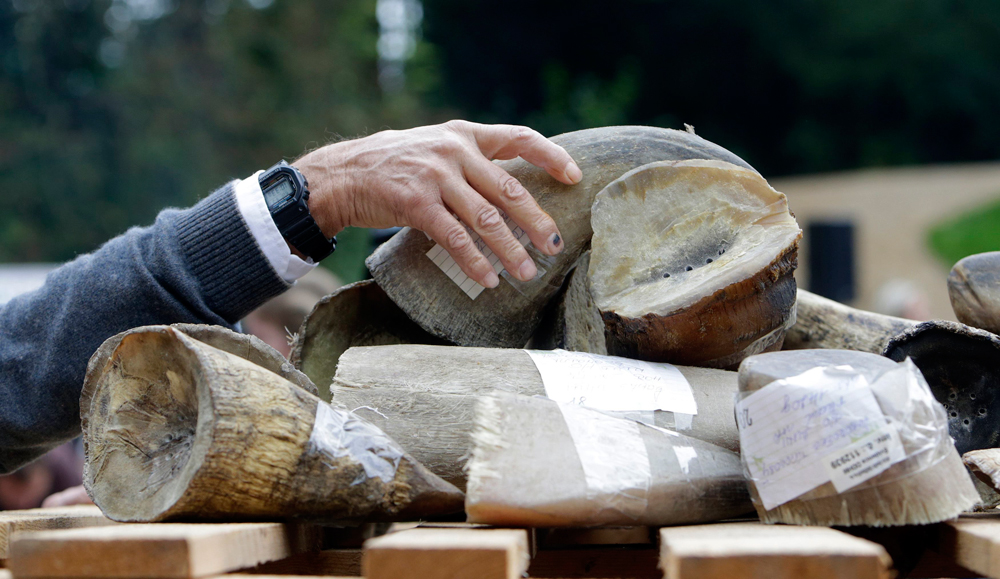 Rhino horns are piled up before being burned during the Global Rhino Horn Burning Ceremony on the eve of World Rhino day at Dvur Kralove zoo in Dvur Kralove September 21, 2014. REUTERS/David W Cerny