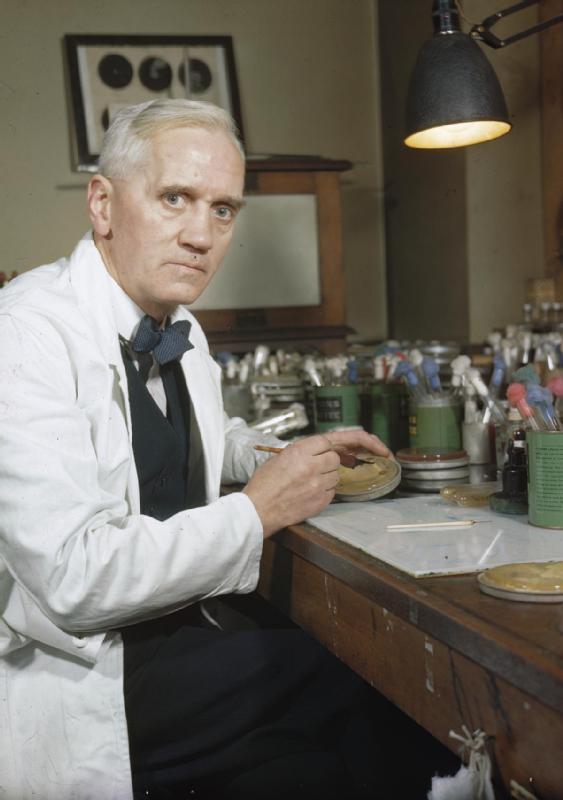 rofessor Alexander Fleming, holder of the Chair of Bacteriology at London University, who first discovered the mould Penicillin Notatum. Here in his laboratory at St Mary's, Paddington, London. (Wikimedia Commons) 