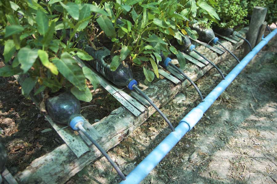 Residual water from the hydroponic garden at the home of Maung Maung, 46, is collected at the bottom and recycled again. Thomson Reuters Foundation / Thin Lei Win 

