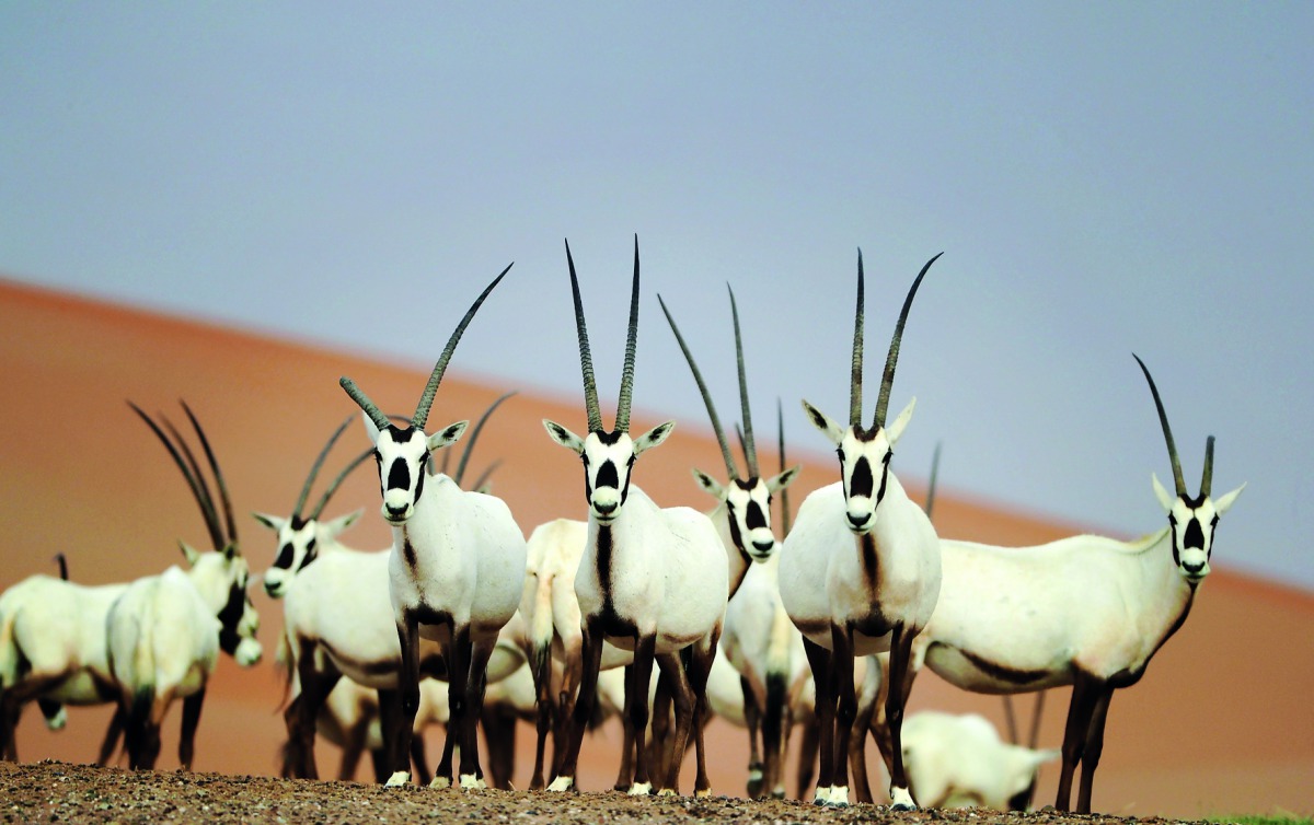 Arabian Oryx are seen at the Arabian Oryx Sanctuary in Um al-Zamool, near the United Arab Emirates' border with Saudi Arabia on March 23, 2017. The sanctuary stretches over an estimated area of 8,900 square kilometres and currently hosts nearly 155 of the