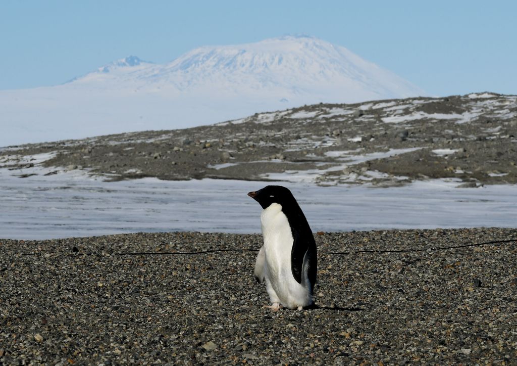 (FILES) This file photo taken on November 11, 2016 shows an Adelie penguin at the New Harbor research station near McMurdo Station in Antarctica. Analysis of ancient penguin guano has revealed on April 12, 2017 AFP / POOL / MARK RALSTON

