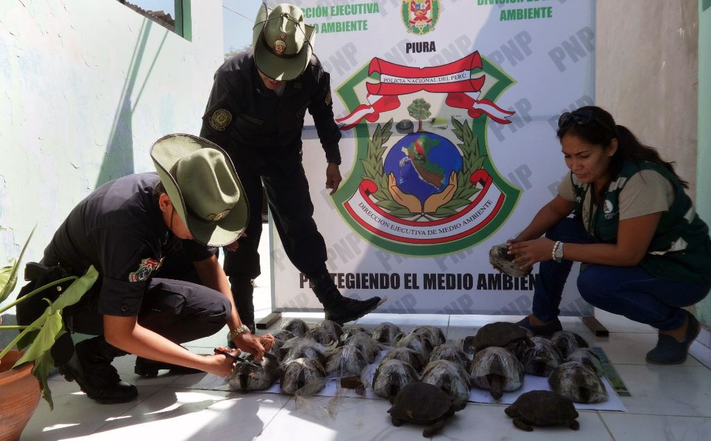A handout picture released by SERFOR shows wildlife staff liberating some of the 29 endangered Galapagos tortoises from Ecuador intercepted and rescued in Piura, northern Peru, on April 19, 2017. AFP PHOTO / SERVICIO NACIONAL FORESTAL Y DE FAUNA SILVESTRE