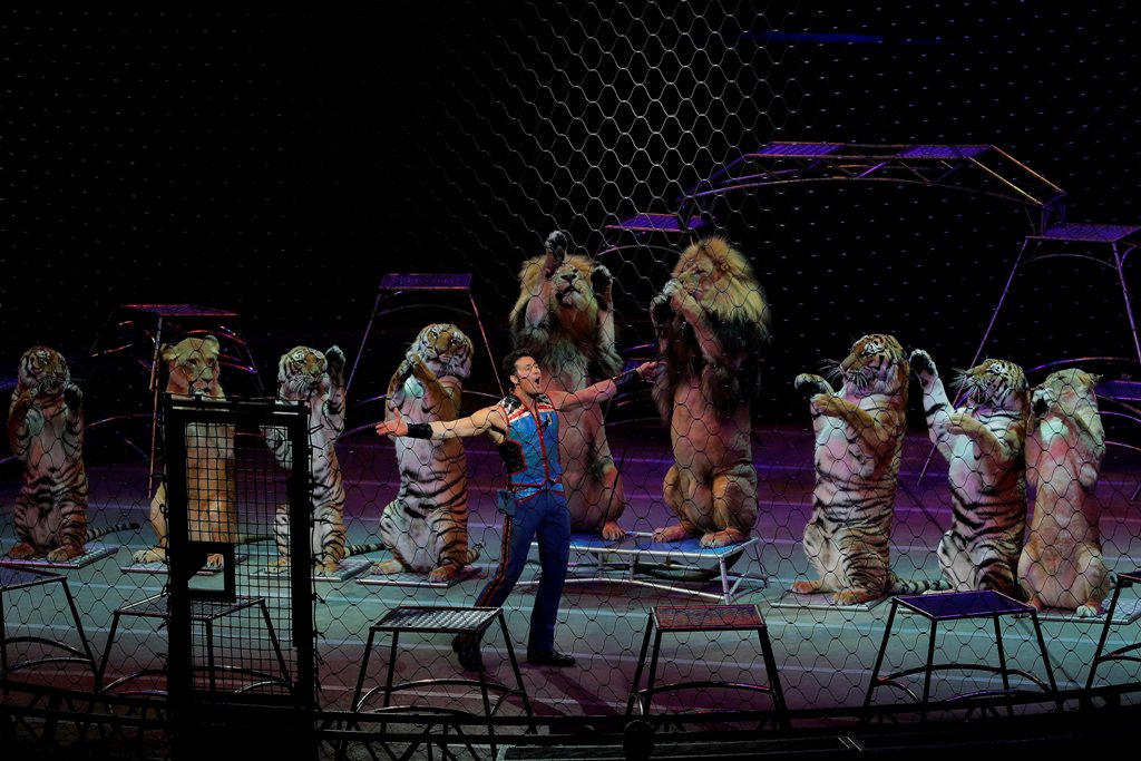 Big cat trainer Alexander Lacey performs during a show on the last day of the Ringling Bros. and Barnum & Bailey circus at Nassau Coliseum in Uniondale, New York, May 21, 2017. REUTERS/Lucas Jackson

