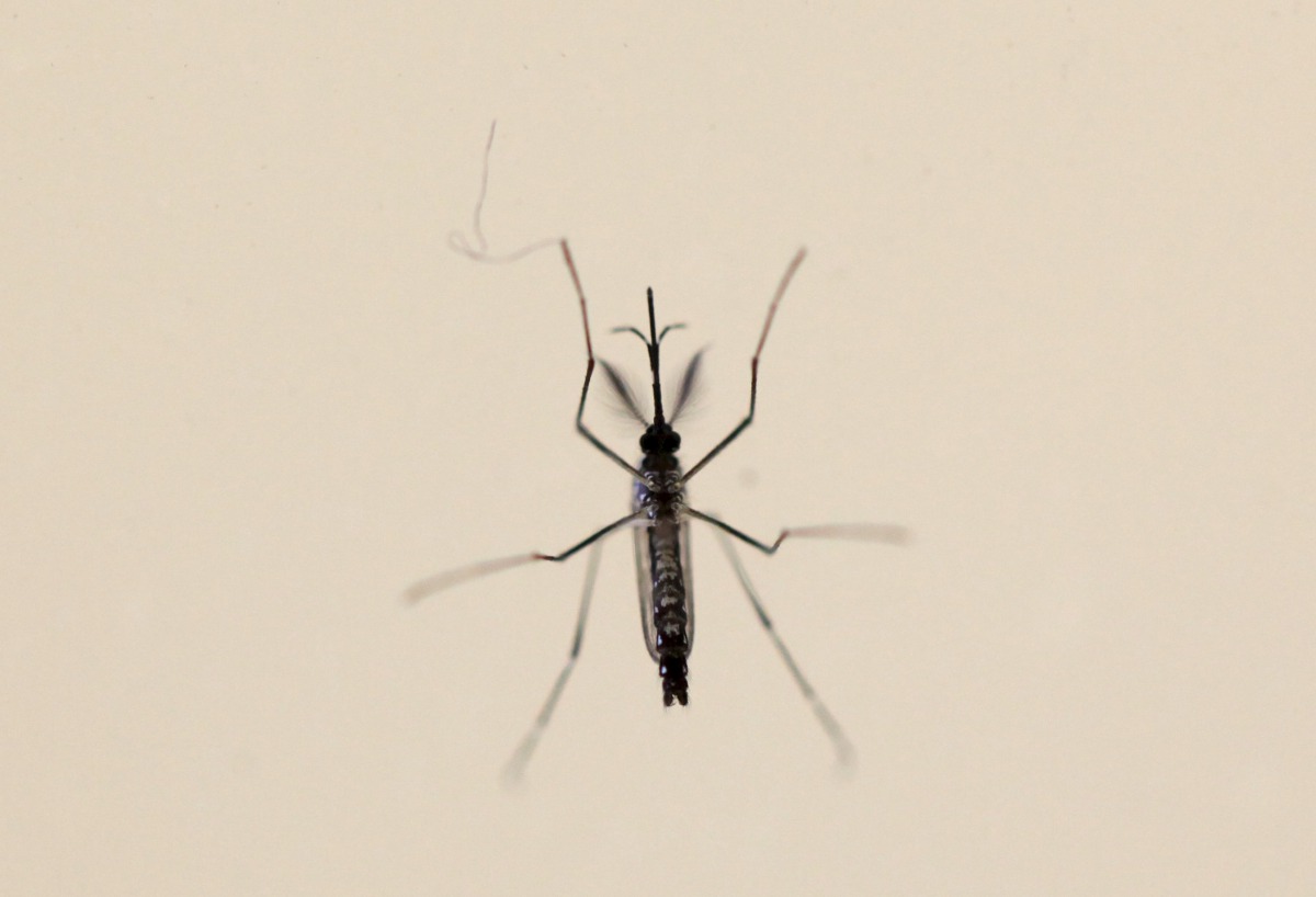 Aedes aegypti mosquito is seen at the Laboratory of Entomology and Ecology of the Dengue Branch of the US Centers for Disease Control and Prevention in San Juan, Puerto Rico, March 6, 2016 (REUTERS / Alvin Baez) 