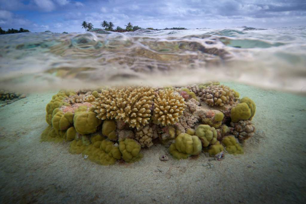 (FILES) This file photo taken on October 18, 2015 shows coral reefs in the lagoon of the Toau atoll, about 400 kilometres (250 miles) from Tahiti in the Tuamotu Archipelago in the French polynesia.  AFP / GREGORY BOISSY

