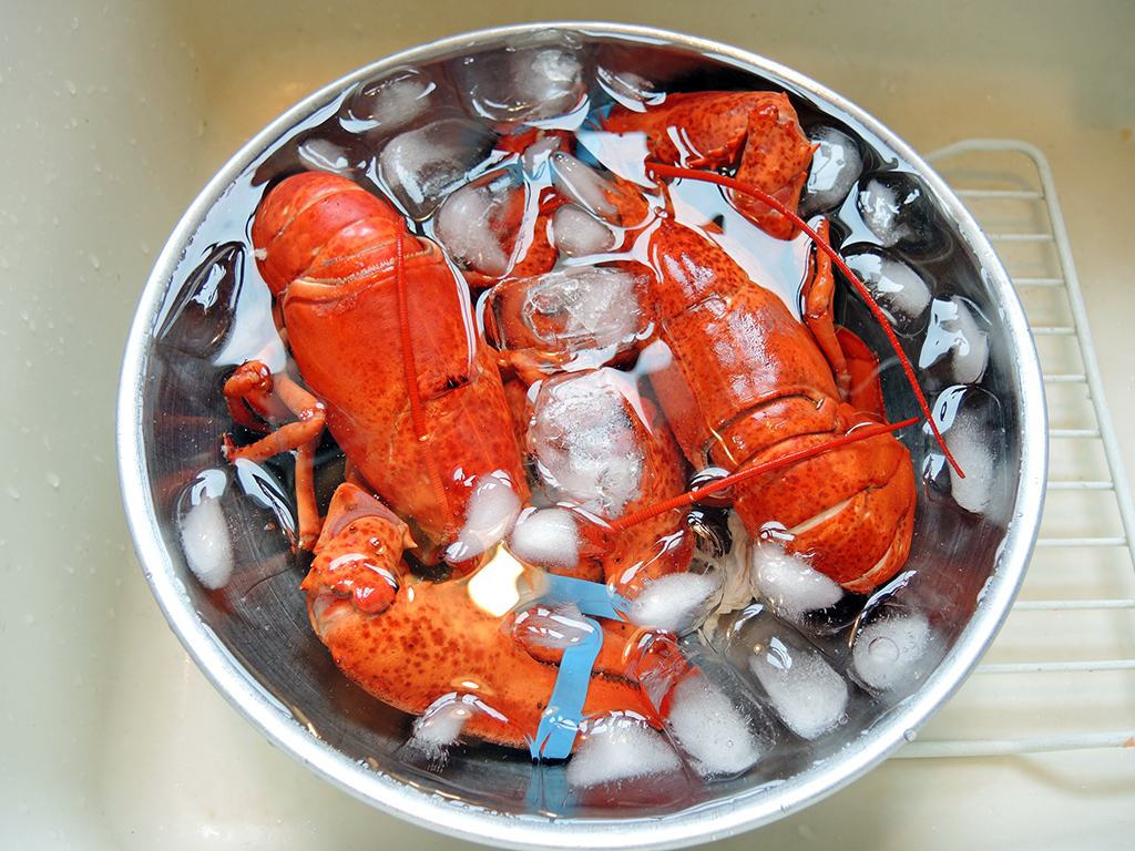 Upholding a sentence by a lower court, the Cassation court ruled that the fact that lobsters are usually cooked while still alive does not mean they can be mistreated beforehand. Photo courtesy: manfuelblog com
