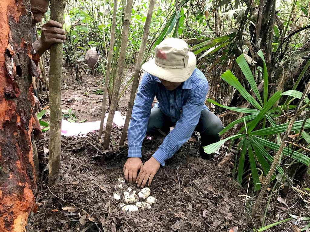 This handout photo taken on May 8, 2017 released by the Wildlife Conservation Society on June 28, 2017 shows a conservationist examining 19 eggs of world's critically endangered Siamese Crocodile a long a river in Koh Kong province. AFP / IN HUL/ WILDLIFE