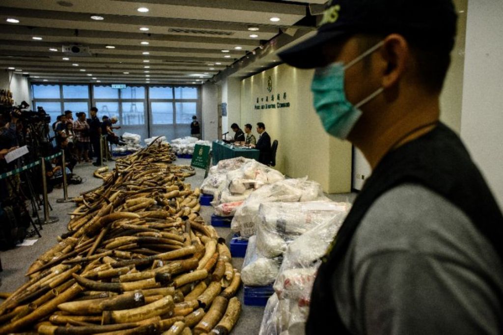 Customs officers in Hong Kong have seized more than seven tonnes of ivory with an estimated market value of US$9 million, the city's largest bust for three decades (AFP Photo/Anthony WALLACE).