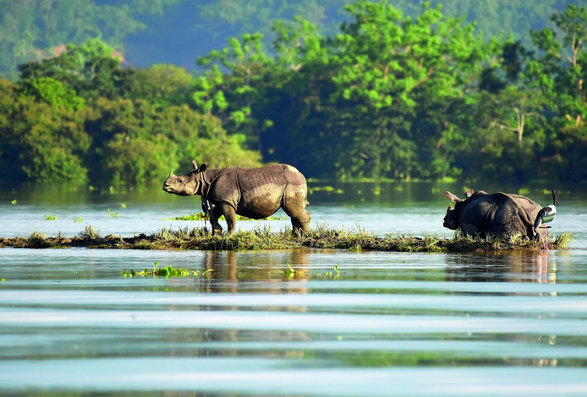 One-horned rhinoceroses are seen at the flooded Kaziranga National Park in the northeastern state of Assam, yesterday.