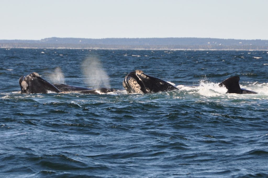 A research vessel in the Bering Sea photographed two of the animals Sunday and obtained a biopsy sample from one.