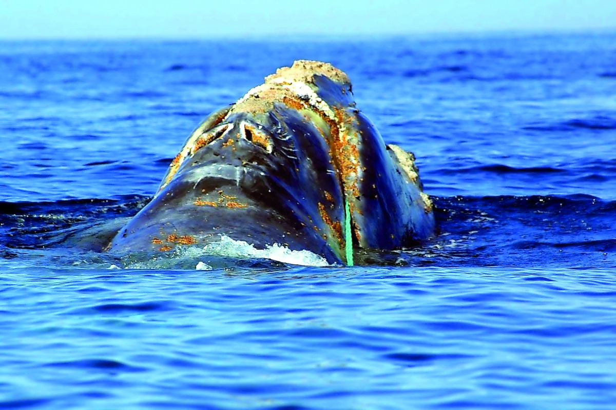 This file photo taken on June 19, 2001 by the National Oceanic and Atmospheric Administration shows an endangered North Atlantic right whale which is entangled in heavy plastic fishing link (Green Line-C) off Cape Cod, Massachusetts. AFP