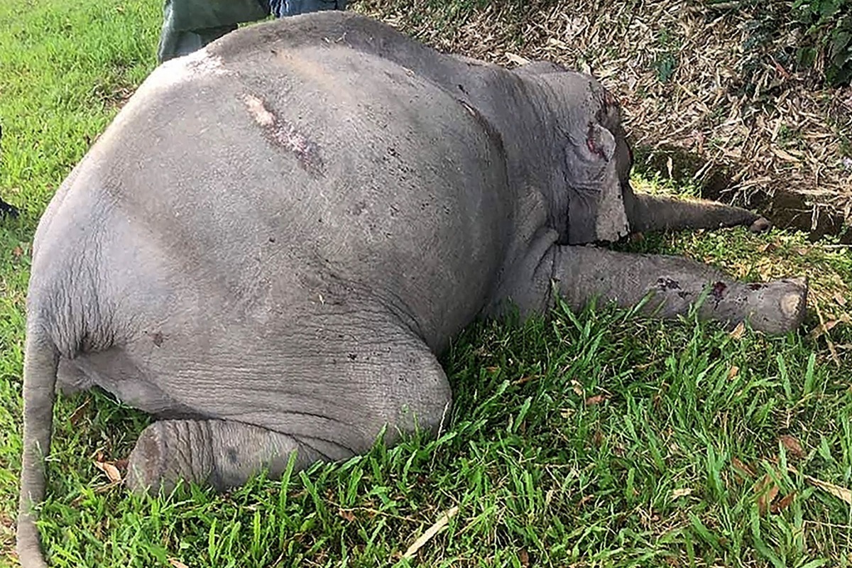 
A dead elephant lying on the busy Gerik-Jeli highway after being fatally hit by a tourist bus, around 300kms outside Kuala Lumpur. AFP Photo / Malaysia Department Of Wildlife And National Parks.
