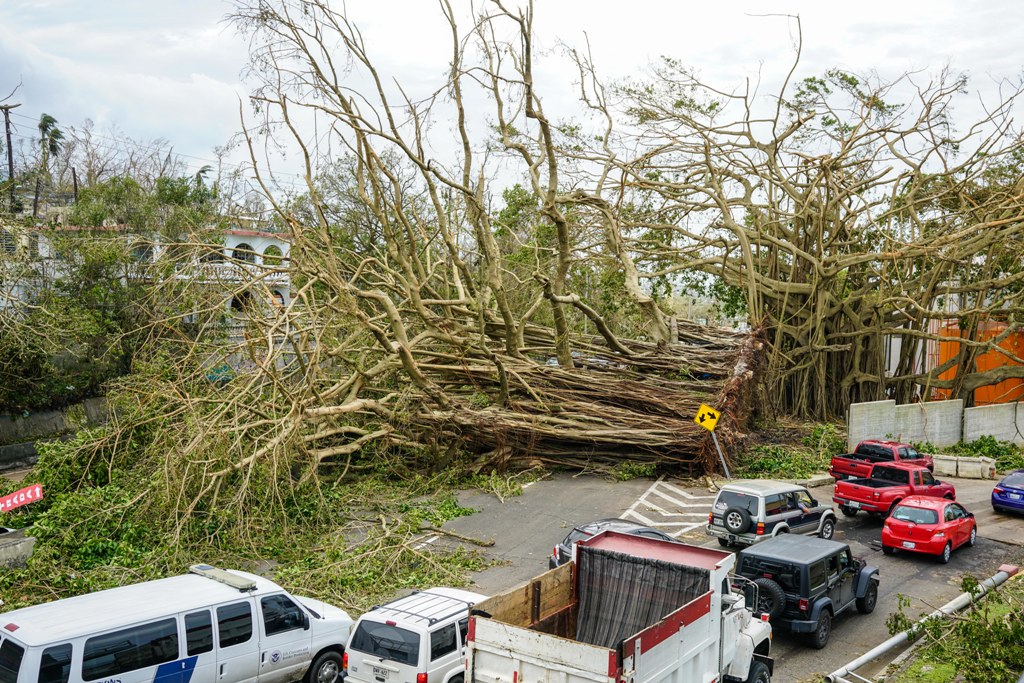 A century-old tree collapsed after Hurricane Maria at rio Piedras in San Juan, Puerto Rico on September 22, 2017.  Pablo Pantoja - AA
