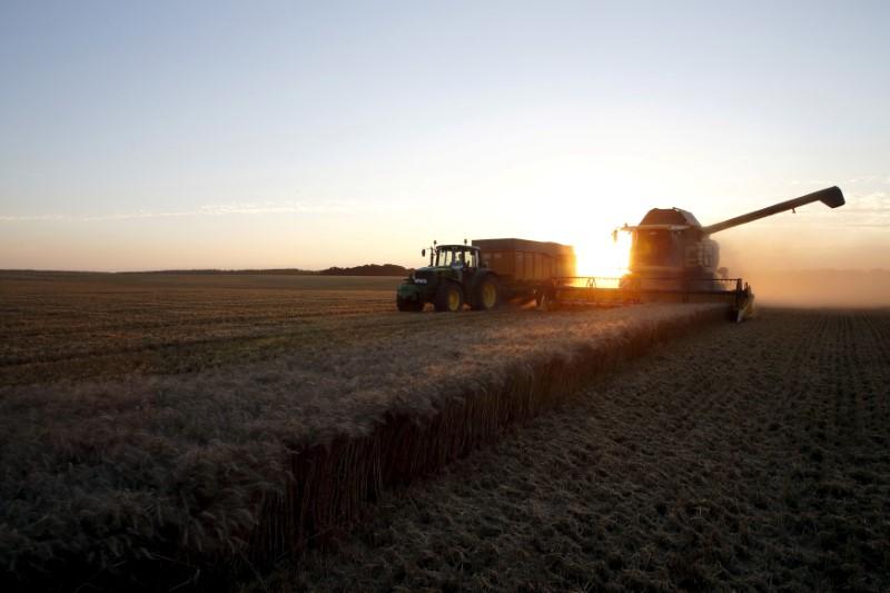 A French farmer drives his combine harvester as he harvests wheat in a field during sunset in Trescault, near Cambrai, northern France, August 5, 2015. Reuters/Pascal Rossignol