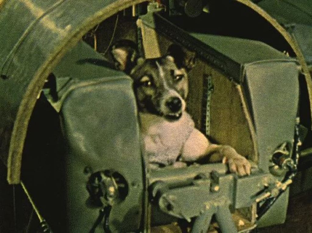 Laika the Dog & the First Animals in Space