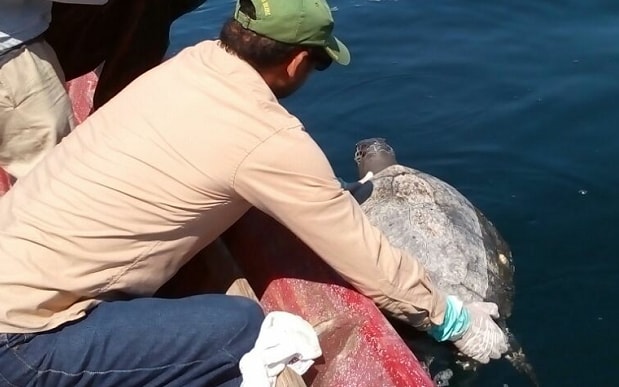 Between 300-400 dead sea turtles were found floating off El Salvador Photo courtesy:  Twitter / MARN El Salvador