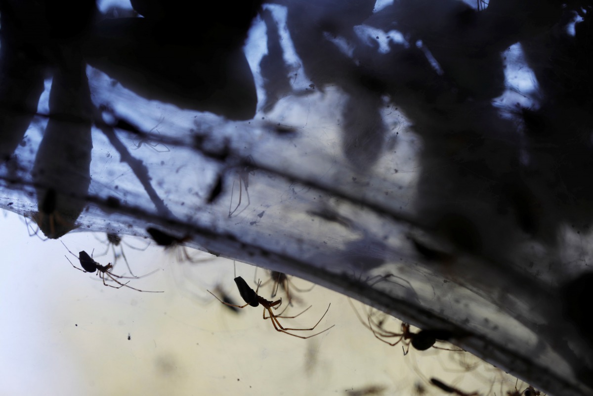 Long-jawed spiders (Tetragnatha) weave giant spider webs over sections of the vegetation along the Soreq creek bank, near Jerusalem November 7, 2017. Reuters/Ronen Zvulun