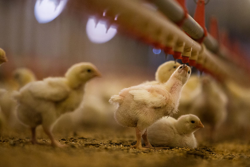 Nine-day-old chicks drink water at a Foster Farms ranch in Stanislaus County, California. Chicks are typically given various pharmaceuticals, including vaccines and low-level doses of antibiotics, in their water or food to ward off disease. Reuters/Max Wh