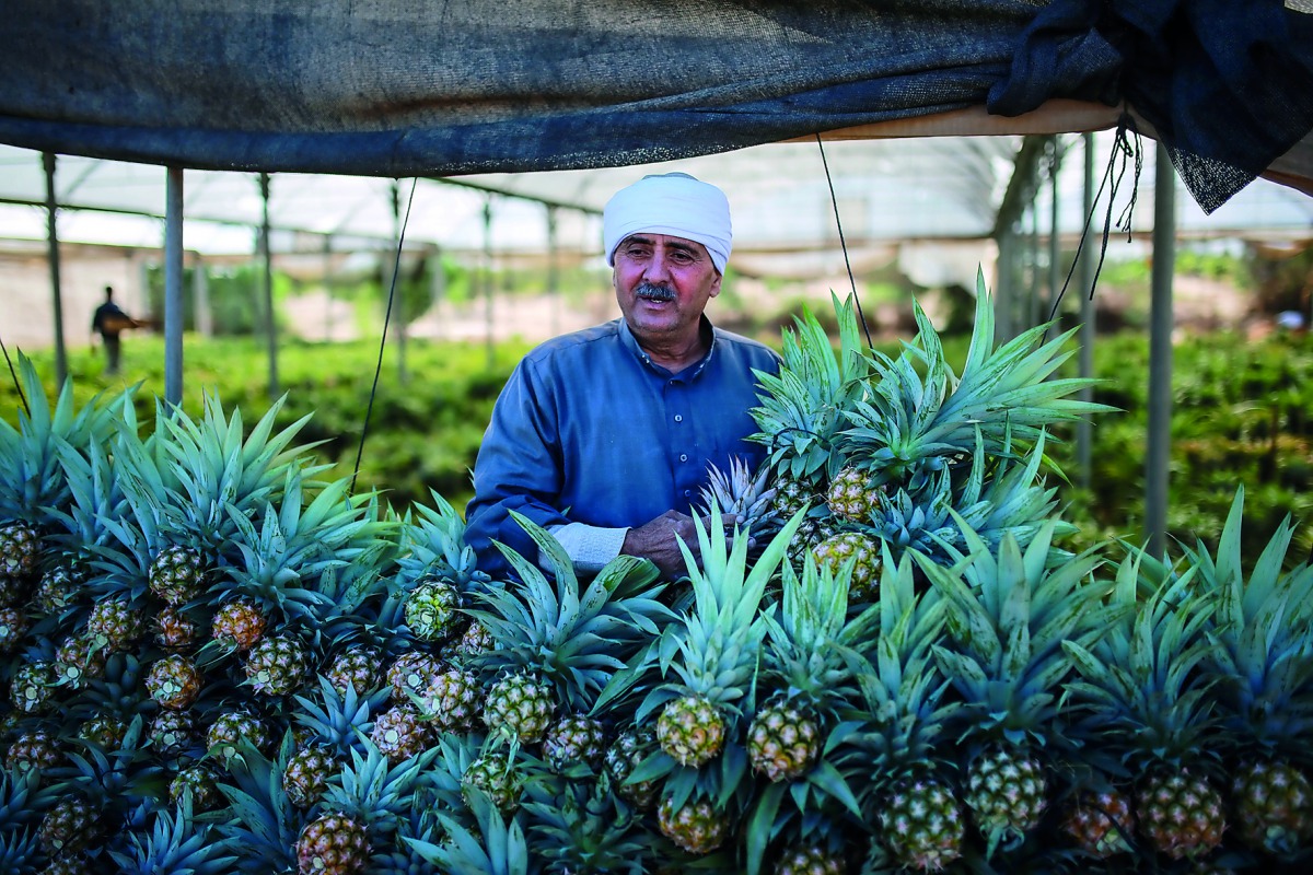 A Gazan farmer picks the pineapples at a greenhouse in Gaza City, Gaza on November 09, 2017. Gazaian farmers starts to the production of pineapples which doesn't require much water, on the purpose of water saving because of the water shortage on blockaded