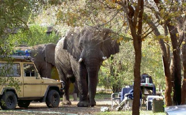 Elephants Pictured at Maramba River Lodge in Livingstone  (Photo courtesy: Lusaka Times? @lusakatimes) 