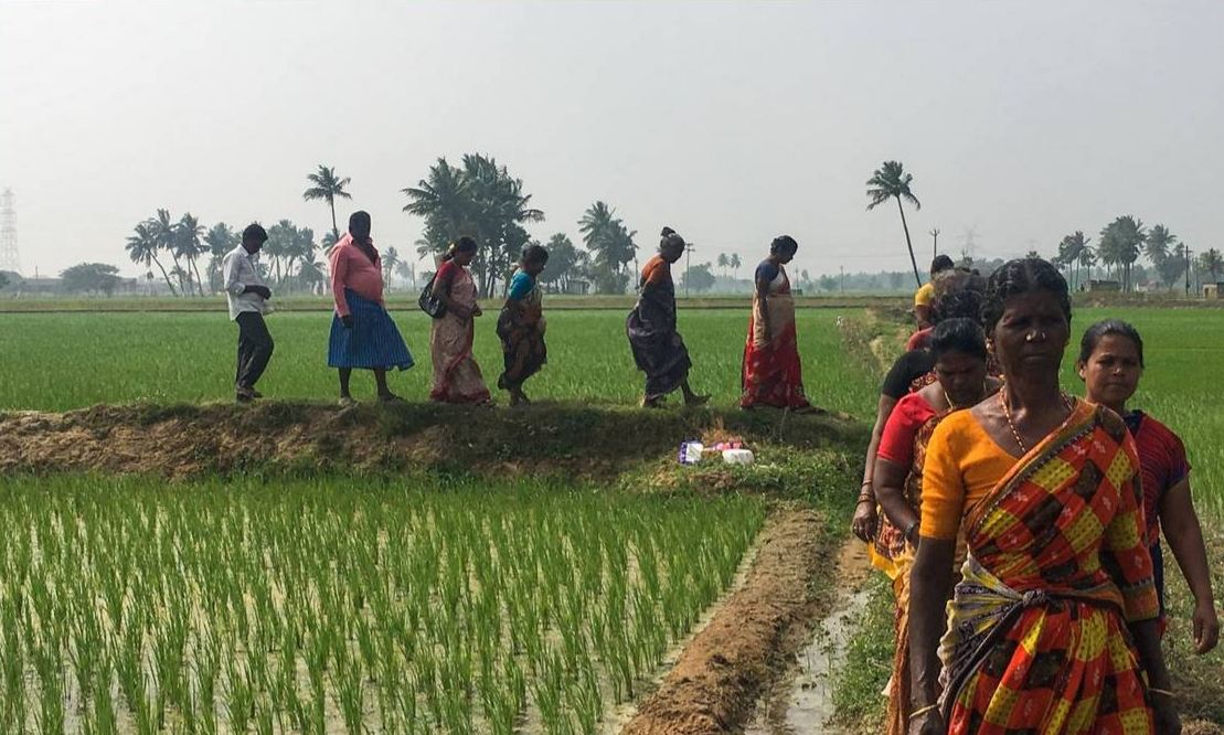 A group of Dalit women of a farming collective walking on the land that they took over for cultivation in Pallur India. December 26, 2017. Thomson Reuters Foundation/Rina Chandran