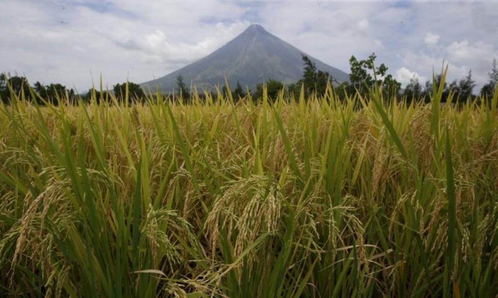 File photo of rice stalks ready for harvesting are pictured at a rice field overlooking Mayon volcano in Daraga, Albay in central Philippines April 3, 2016. REUTERS/Erik De Castro